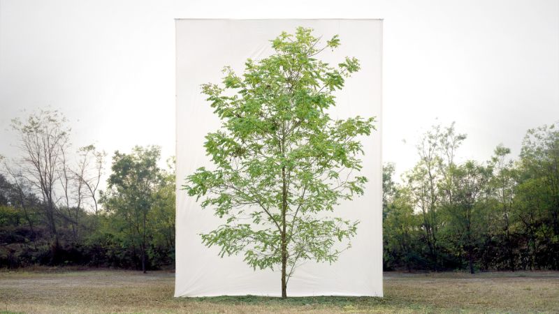 Ein einzelner Baum mit grünen Blättern auf einem Feld, dahinter steht eine weiße Leinwand. Es sieht deshalb aus wie ein großes Bild eines Baumes, das in der Landschaft steht.